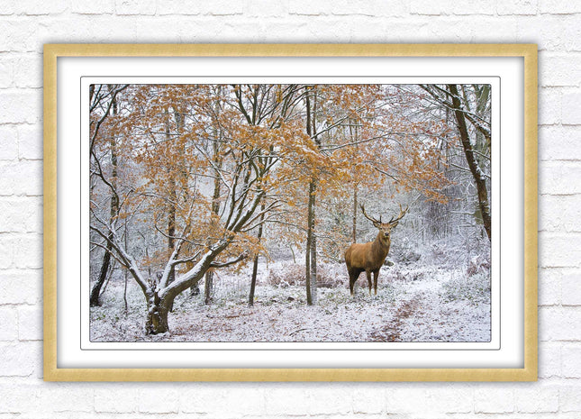 Stag in winter forest, framed picture print with choice of frame colours and options.