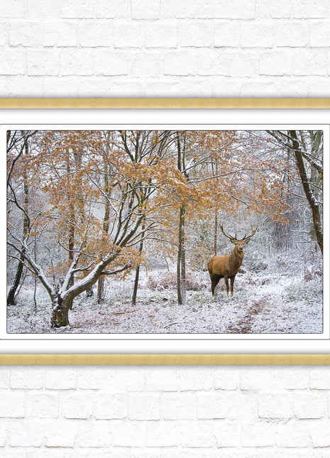 Stag in winter forest, framed picture print with choice of frame colours and options.
