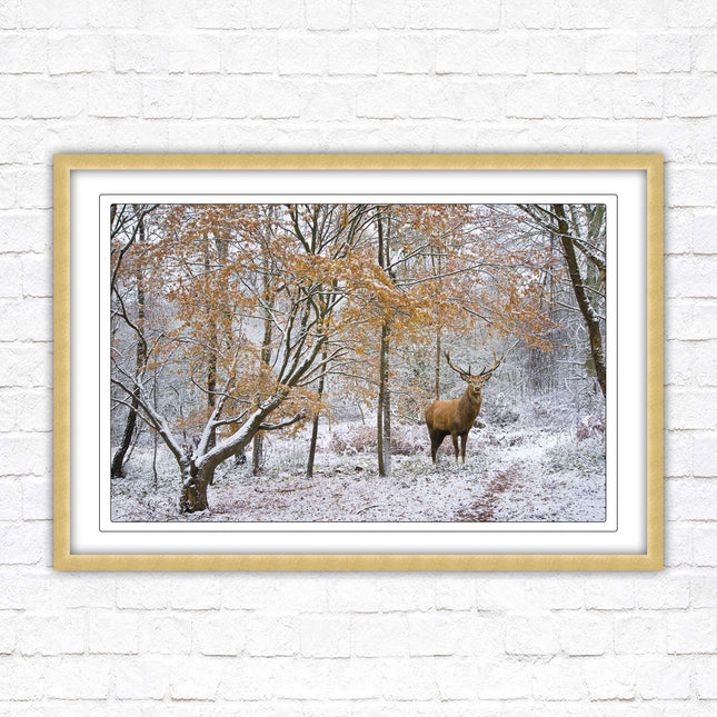 Stag in winter forest, framed picture print with choice of frame colours and options.
