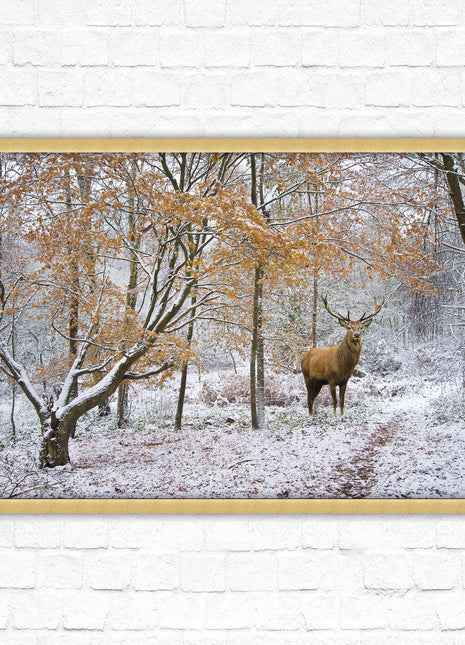 Stag in winter forest, framed picture print with choice of frame colours and options.