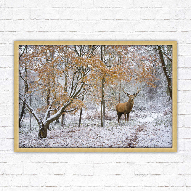 Stag in winter forest, framed picture print with choice of frame colours and options.
