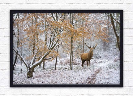 Stag in winter forest, framed picture print with choice of frame colours and options.