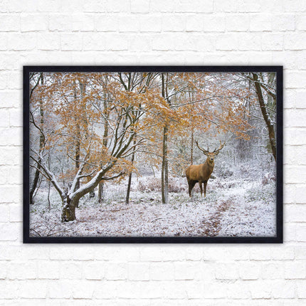 Stag in winter forest, framed picture print with choice of frame colours and options.