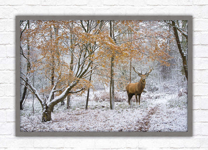 Stag in winter forest, framed picture print with choice of frame colours and options.