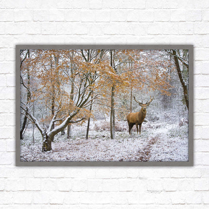 Stag in winter forest, framed picture print with choice of frame colours and options.
