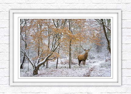 Stag in winter forest, framed picture print with choice of frame colours and options.