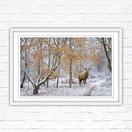 Stag in winter forest, framed picture print with choice of frame colours and options.