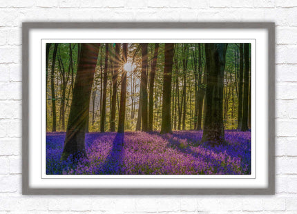 Bluebell forest. Sunrise in the woods. Framed picture with choice of frame colours