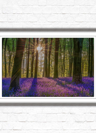Bluebell forest. Sunrise in the woods. Framed picture with choice of frame colours