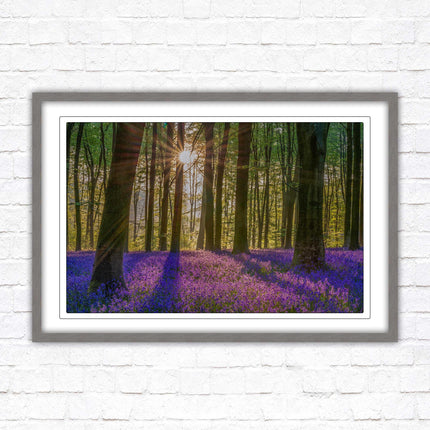 Bluebell forest. Sunrise in the woods. Framed picture with choice of frame colours