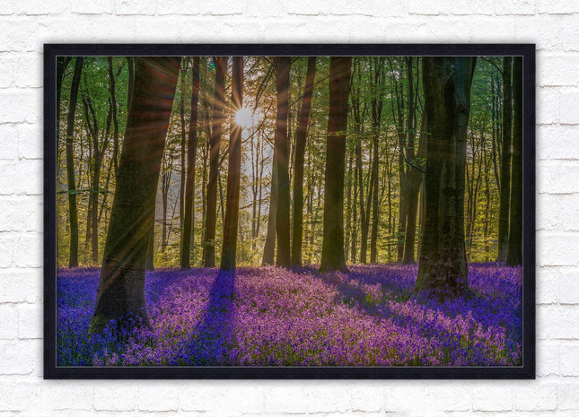 Bluebell forest. Sunrise in the woods. Framed picture with choice of frame colours