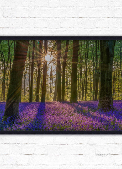 Bluebell forest. Sunrise in the woods. Framed picture with choice of frame colours