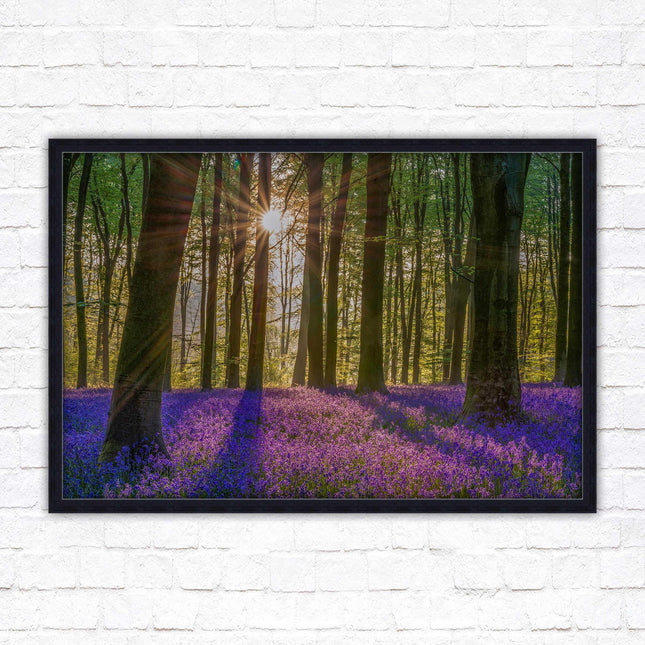 Bluebell forest. Sunrise in the woods. Framed picture with choice of frame colours