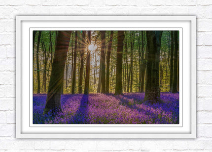 Bluebell forest. Sunrise in the woods. Framed picture with choice of frame colours