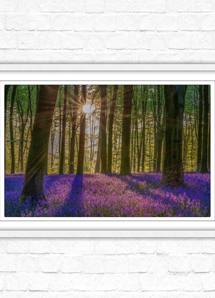 Bluebell forest. Sunrise in the woods. Framed picture with choice of frame colours