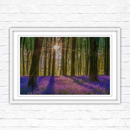 Bluebell forest. Sunrise in the woods. Framed picture with choice of frame colours